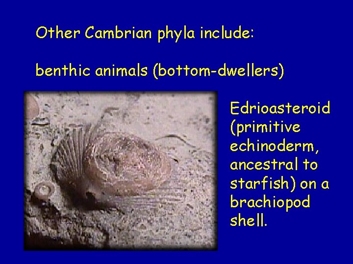 Other Cambrian phyla include: benthic animals (bottom-dwellers) Edrioasteroid (primitive echinoderm, ancestral to starfish) on