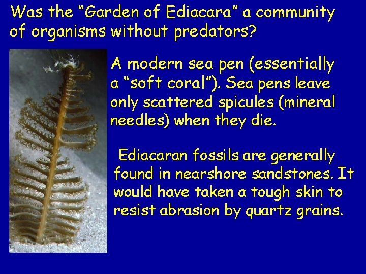 Was the “Garden of Ediacara” a community of organisms without predators? A modern sea