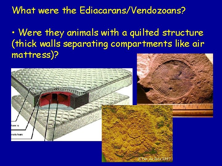 What were the Ediacarans/Vendozoans? • Were they animals with a quilted structure (thick walls