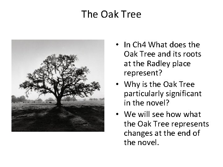 The Oak Tree • In Ch 4 What does the Oak Tree and its