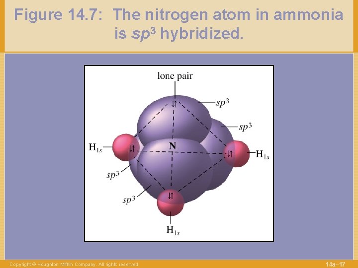 Figure 14. 7: The nitrogen atom in ammonia is sp 3 hybridized. Copyright ©