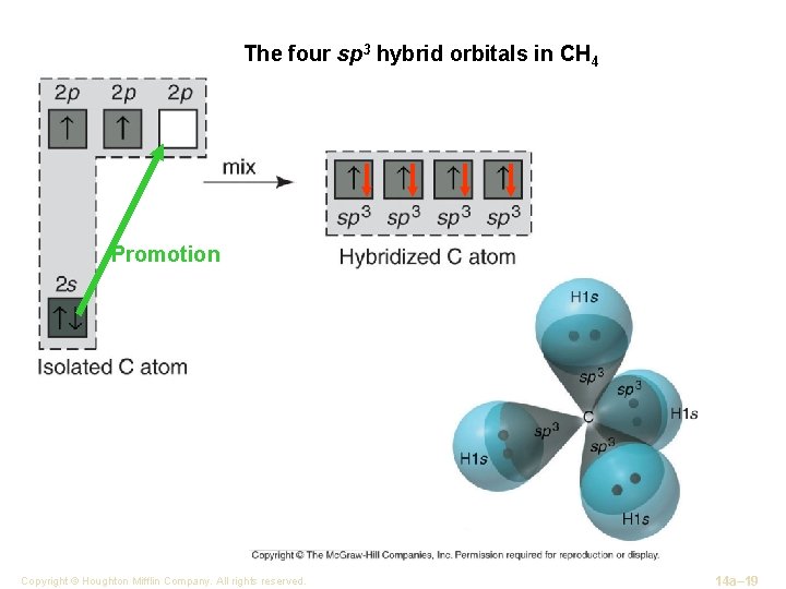 The four sp 3 hybrid orbitals in CH 4 Promotion Copyright © Houghton Mifflin