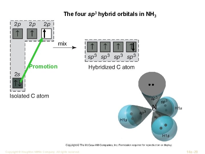 The four sp 3 hybrid orbitals in NH 3 Promotion N Copyright © Houghton