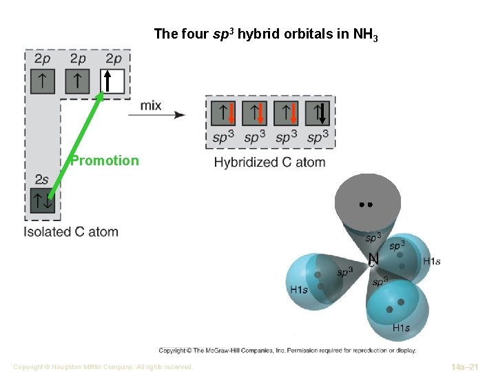 The four sp 3 hybrid orbitals in NH 3 Promotion N Copyright © Houghton