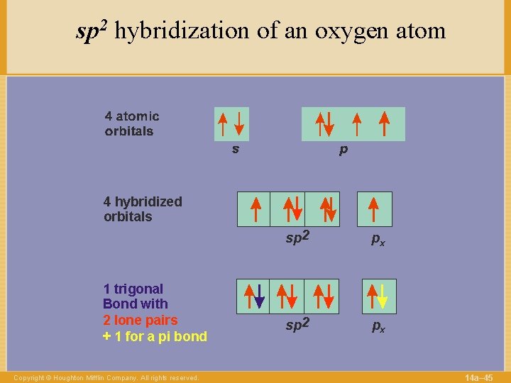sp 2 hybridization of an oxygen atom 4 hybridized orbitals 1 trigonal Bond with