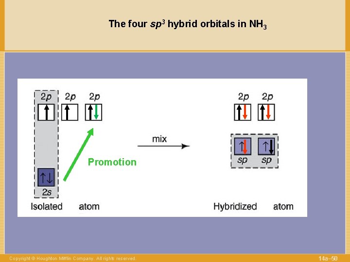 The four sp 3 hybrid orbitals in NH 3 Promotion Copyright © Houghton Mifflin