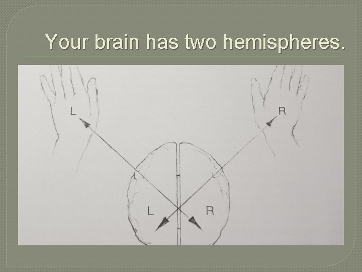 Your brain has two hemispheres. 