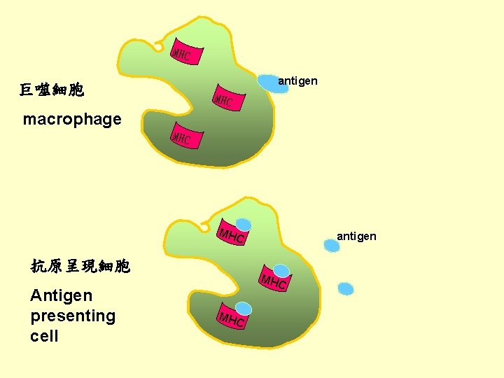 MHC antigen 巨噬細胞 MHC macrophage MHC 抗原呈現細胞 Antigen presenting cell antigen MHC 