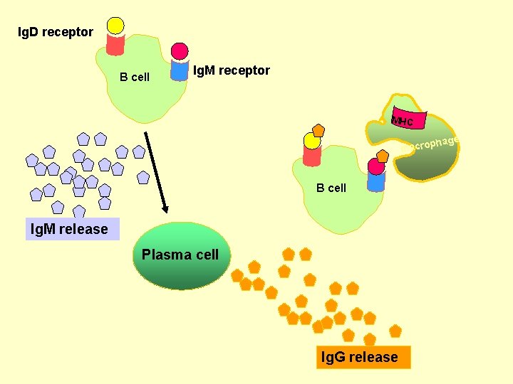 Ig. D receptor B cell Ig. M receptor MHC phage macro B cell Ig.