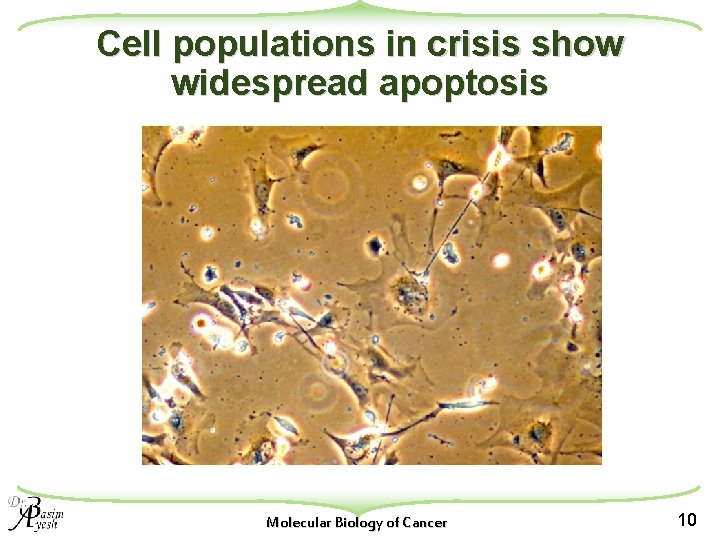Cell populations in crisis show widespread apoptosis Molecular Biology of Cancer 10 