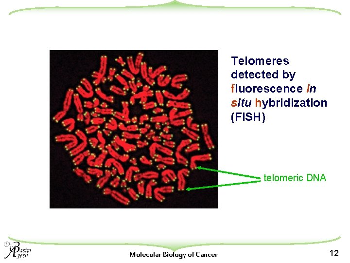 Telomeres detected by fluorescence in situ hybridization (FISH) telomeric DNA Molecular Biology of Cancer