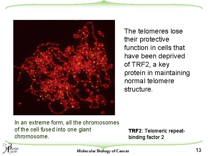 The telomeres lose their protective function in cells that have been deprived of TRF