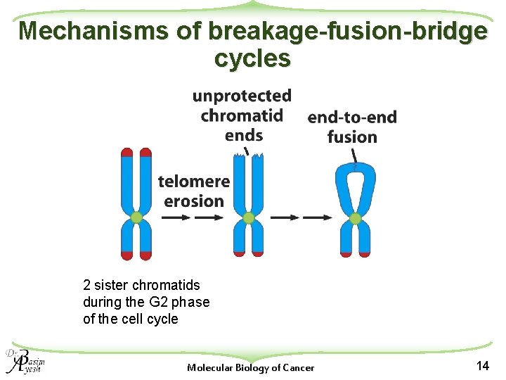 Mechanisms of breakage-fusion-bridge cycles 2 sister chromatids during the G 2 phase of the