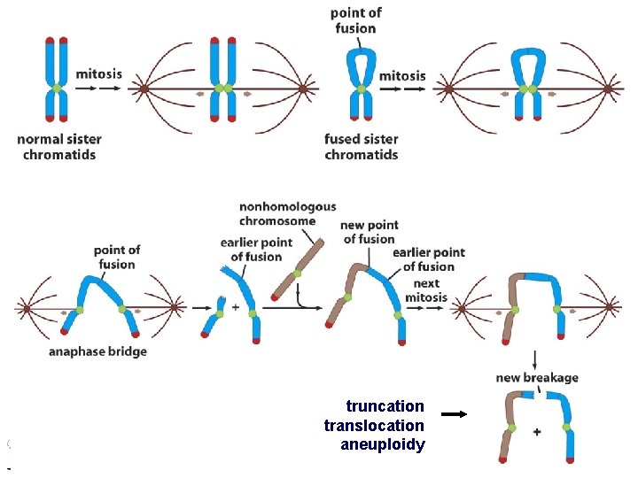 truncation translocation aneuploidy Molecular Biology of Cancer 15 