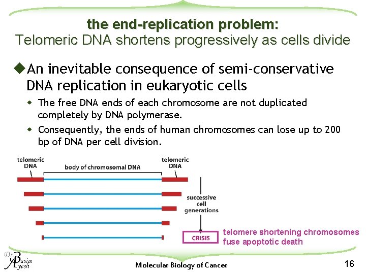 the end-replication problem: Telomeric DNA shortens progressively as cells divide u. An inevitable consequence