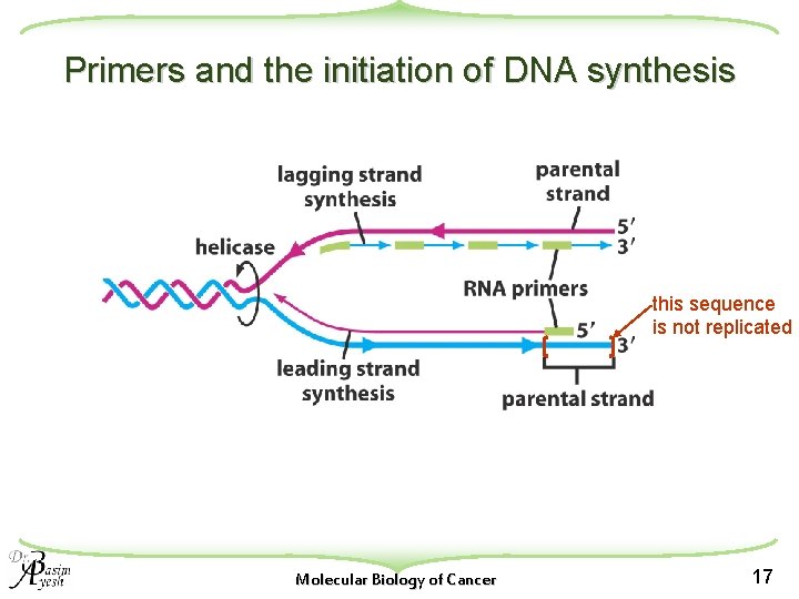 Primers and the initiation of DNA synthesis this sequence is not replicated Molecular Biology