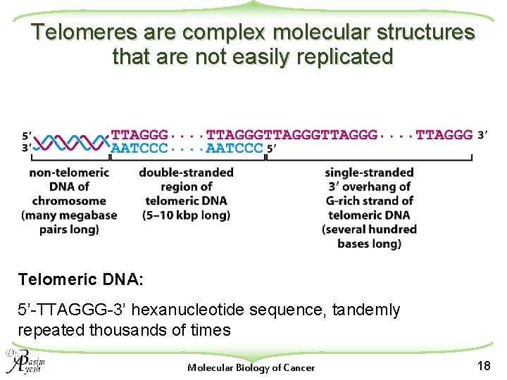 Telomeres are complex molecular structures that are not easily replicated Telomeric DNA: 5’-TTAGGG-3’ hexanucleotide