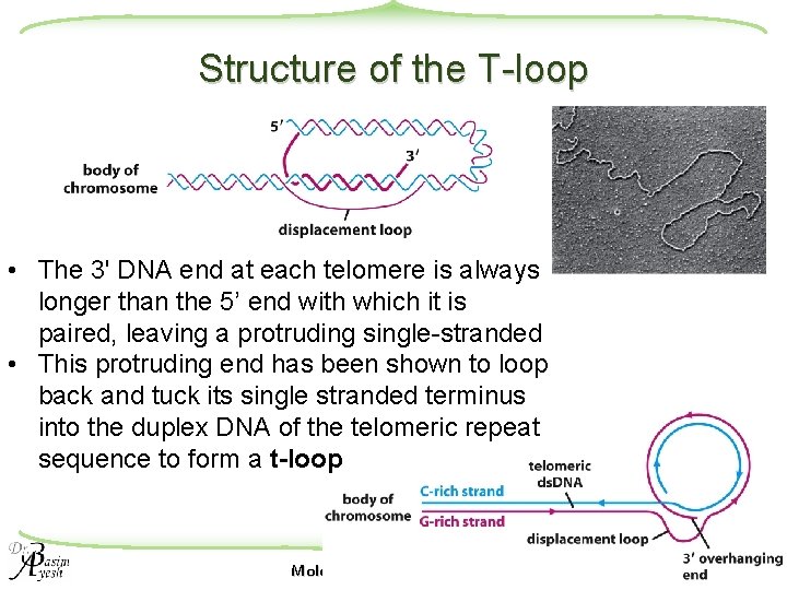 Structure of the T-loop • The 3' DNA end at each telomere is always