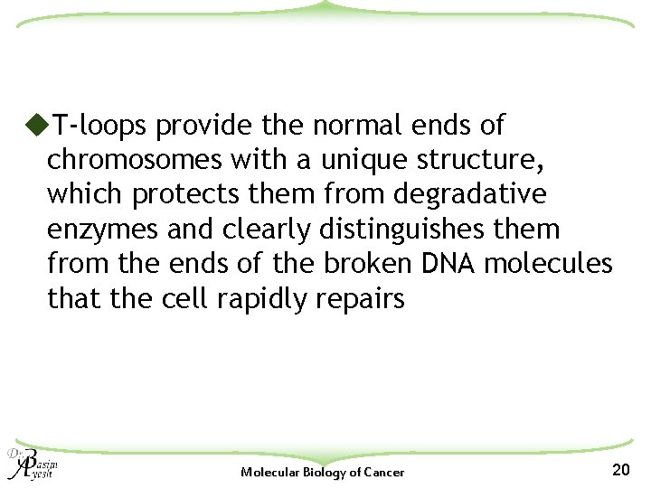 u. T-loops provide the normal ends of chromosomes with a unique structure, which protects