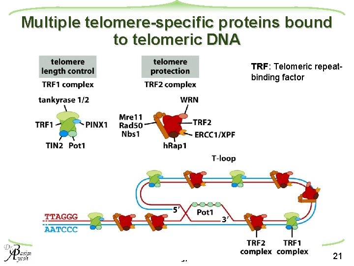 Multiple telomere-specific proteins bound to telomeric DNA TRF: Telomeric repeatbinding factor Molecular Biology of