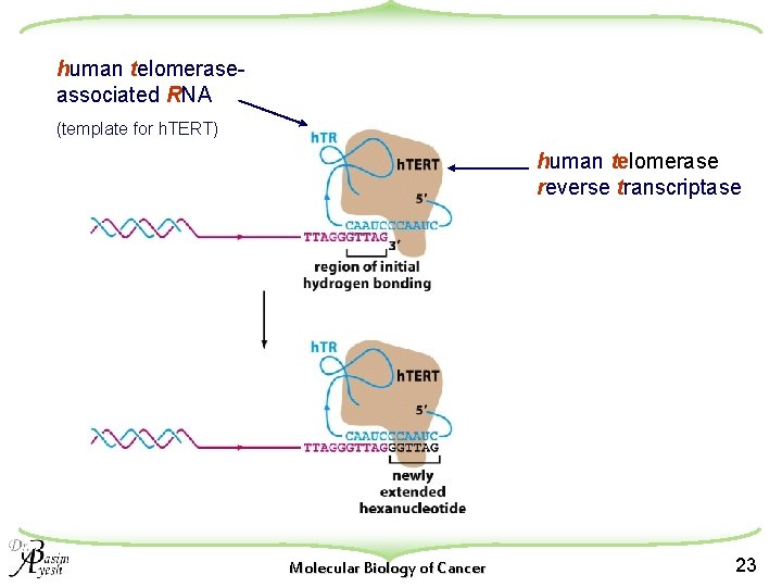 human telomeraseassociated RNA (template for h. TERT) human telomerase reverse transcriptase Molecular Biology of