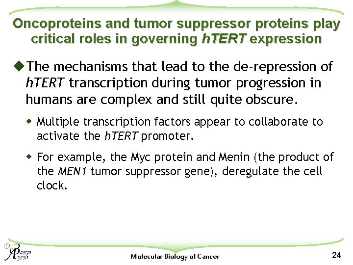 Oncoproteins and tumor suppressor proteins play critical roles in governing h. TERT expression u.