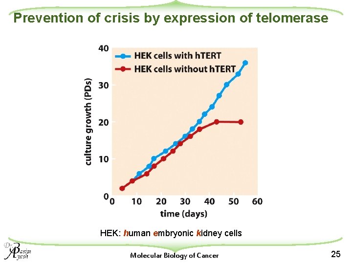 Prevention of crisis by expression of telomerase HEK: human embryonic kidney cells Molecular Biology