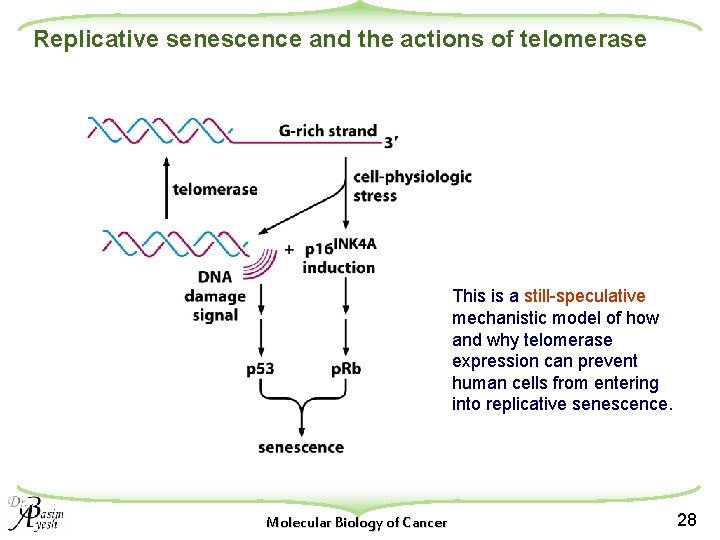 Replicative senescence and the actions of telomerase This is a still-speculative mechanistic model of