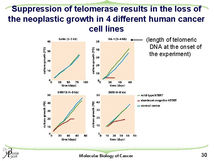Suppression of telomerase results in the loss of the neoplastic growth in 4 different