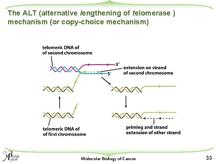 The ALT (alternative lengthening of telomerase ) mechanism (or copy-choice mechanism) Molecular Biology of