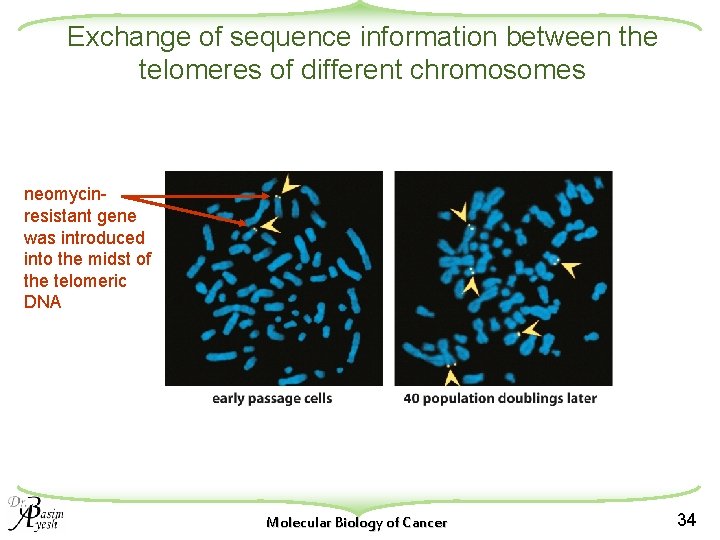 Exchange of sequence information between the telomeres of different chromosomes neomycinresistant gene was introduced