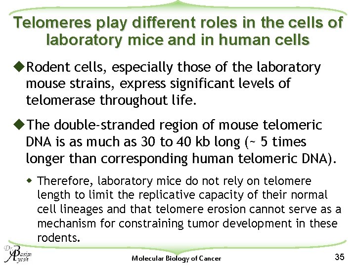 Telomeres play different roles in the cells of laboratory mice and in human cells