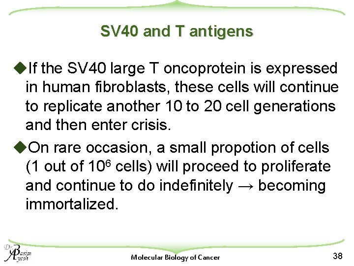 SV 40 and T antigens u. If the SV 40 large T oncoprotein is