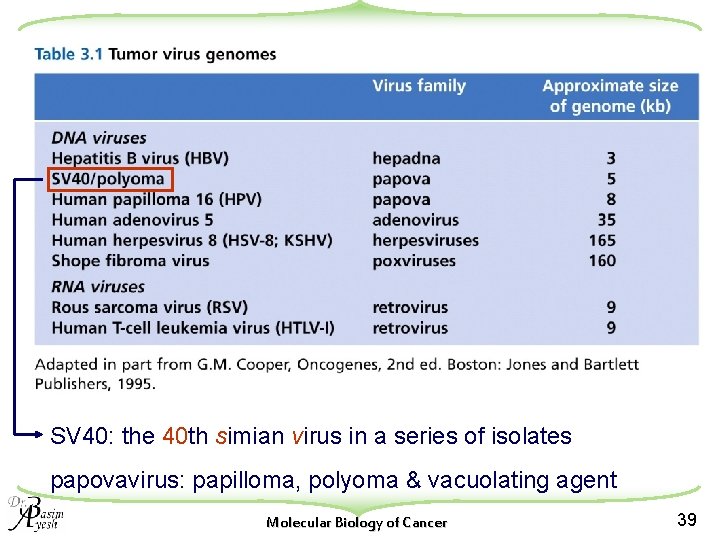 SV 40: the 40 th simian virus in a series of isolates papovavirus: papilloma,