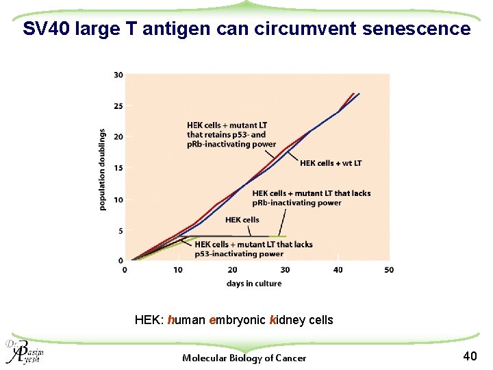 SV 40 large T antigen can circumvent senescence HEK: human embryonic kidney cells Molecular