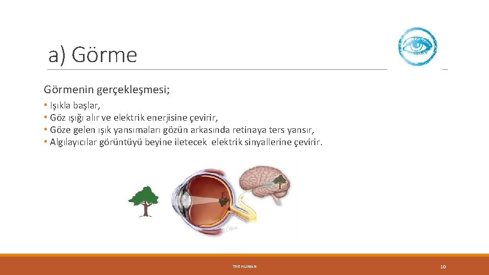 a) Görmenin gerçekleşmesi; • Işıkla başlar, • Göz ışığı alır ve elektrik enerjisine çevirir,