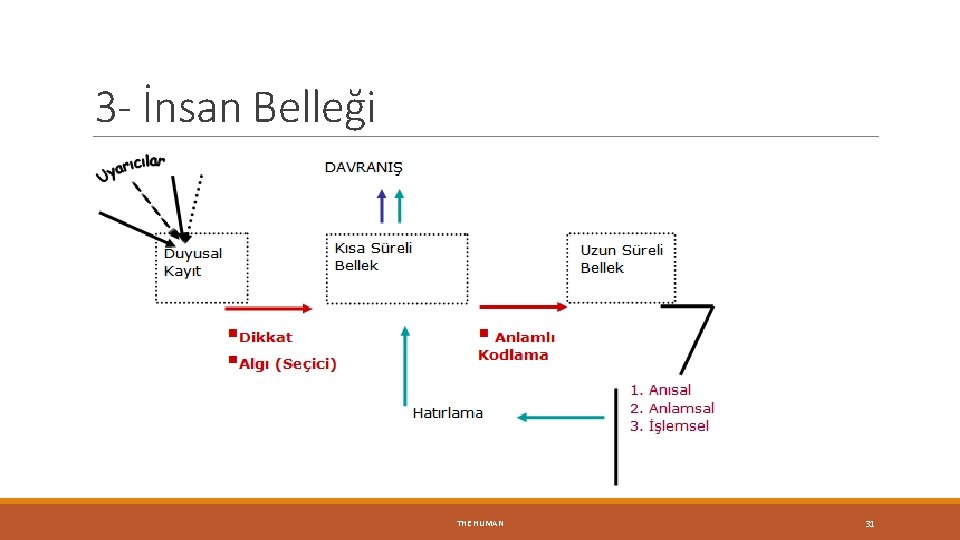 3 - İnsan Belleği THE HUMAN 31 