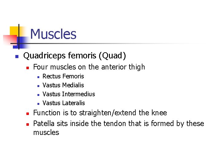 Muscles n Quadriceps femoris (Quad) n Four muscles on the anterior thigh n n