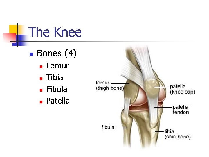 The Knee n Bones (4) n n Femur Tibia Fibula Patella 