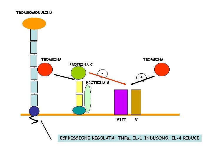 TROMBOMODULINA TROMBINA PROTEINA C - + PROTEINA S VIII V ESPRESSIONE REGOLATA: TNFa, IL-1
