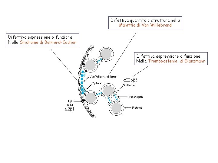 Difettiva quantità o struttura nella Malattia di Von Willebrand Difettiva espressione o funzione Nella