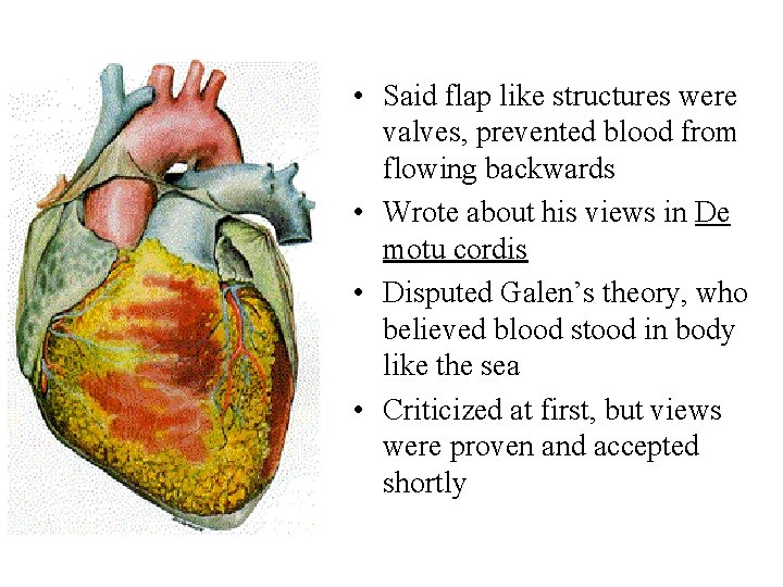  • Said flap like structures were valves, prevented blood from flowing backwards •