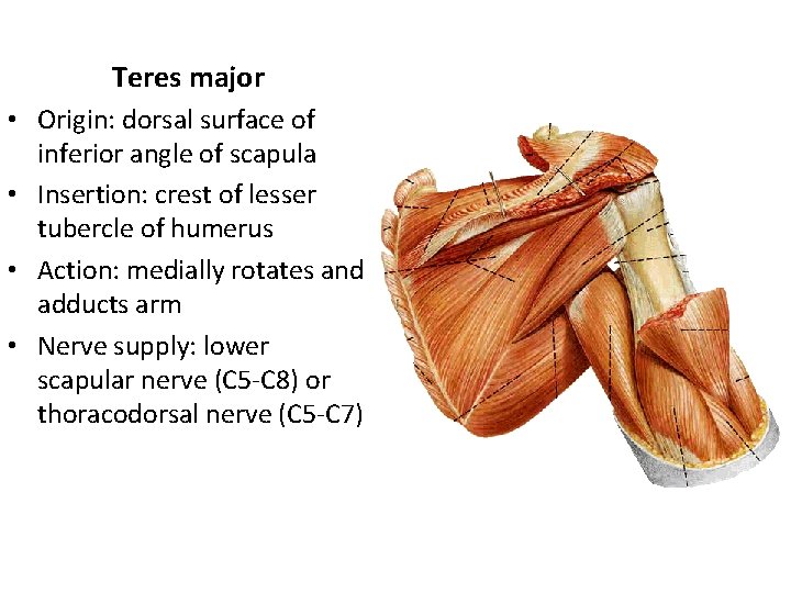 Teres major • Origin: dorsal surface of inferior angle of scapula • Insertion: crest