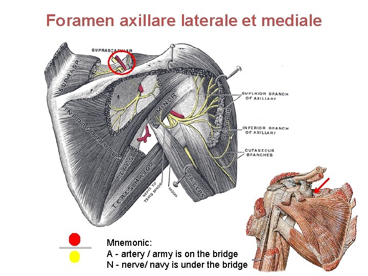 Foramen axillare laterale et mediale Mnemonic: A - artery / army is on the