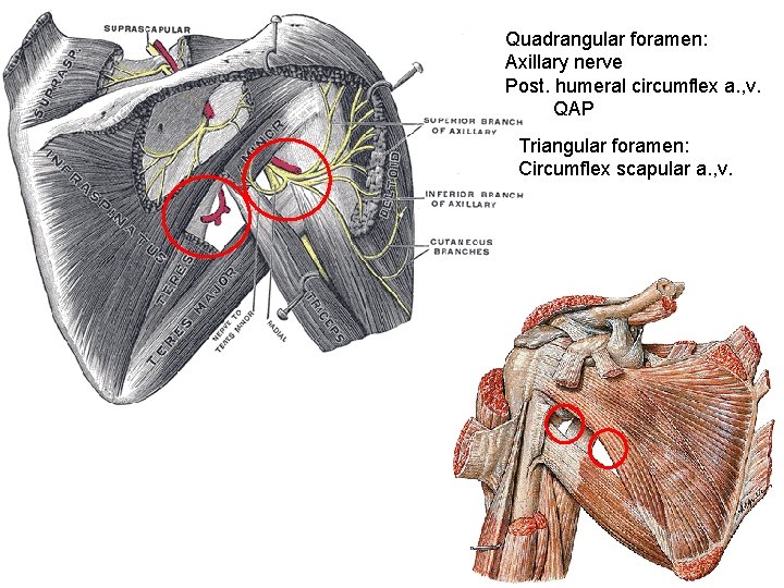 Quadrangular foramen: Axillary nerve Post. humeral circumflex a. , v. QAP Triangular foramen: Circumflex