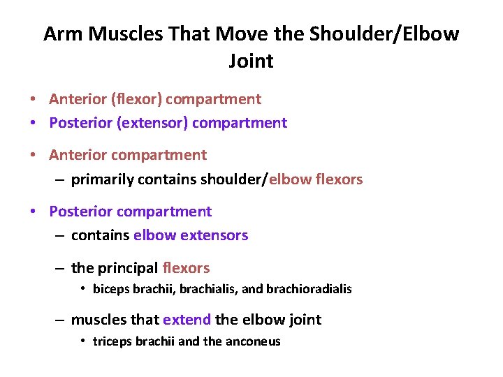 Arm Muscles That Move the Shoulder/Elbow Joint • Anterior (flexor) compartment • Posterior (extensor)