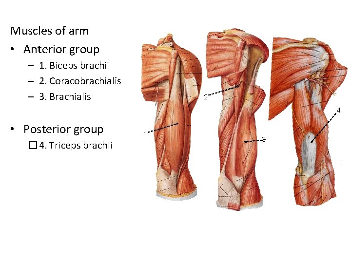 Muscles of arm • Anterior group – 1. Biceps brachii – 2. Coracobrachialis –