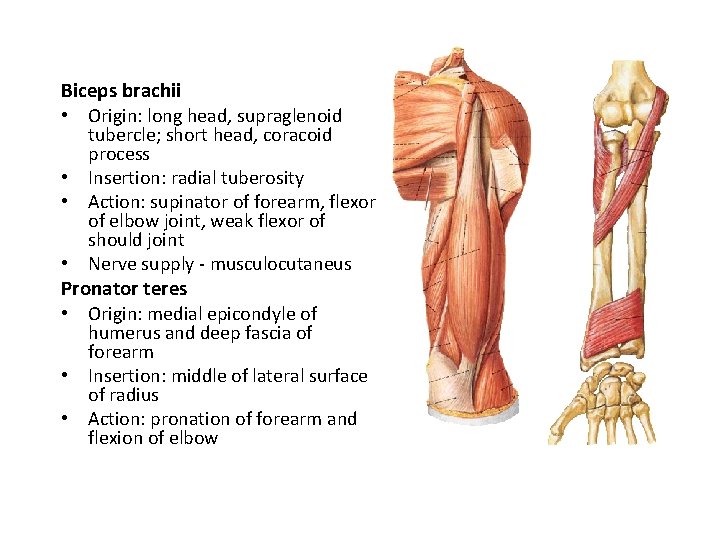 Biceps brachii • Origin: long head, supraglenoid tubercle; short head, coracoid process • Insertion: