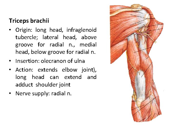 Triceps brachii • Origin: long head, infraglenoid tubercle; lateral head, above groove for radial
