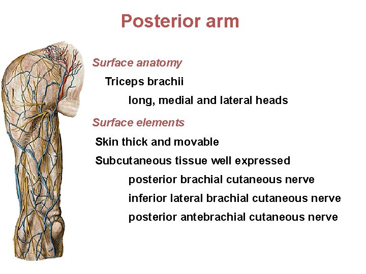 Posterior arm Surface anatomy Triceps brachii long, medial and lateral heads Surface elements Skin
